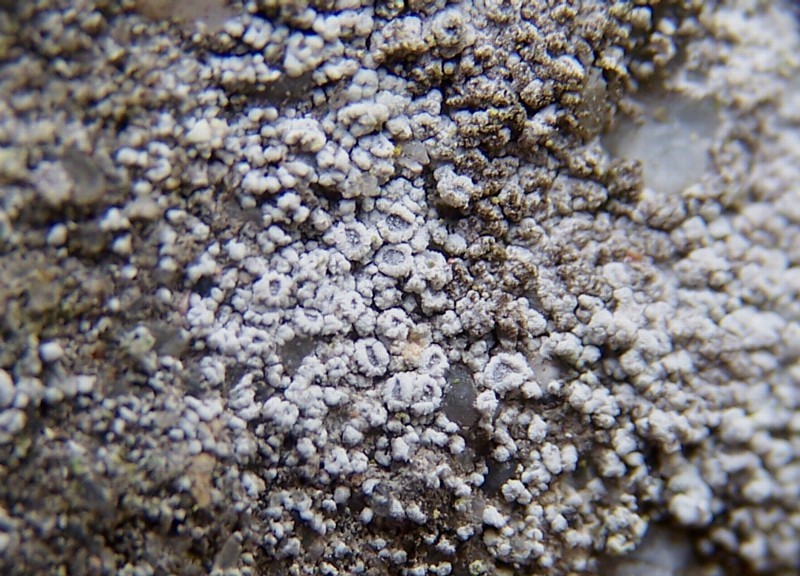 Myriolecis crenulata (door Peter Kroon)