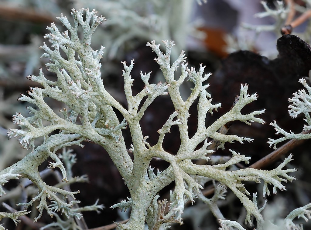 Cladonia portentosa (door Arjan de Groot)